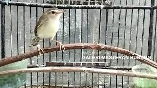 Download lagu Suara Ciblek Sawah Betina , Ampuh Naikan Birahi Prenjak Alang Alang Jantan Supaya Tambah Gacor mp3 Download lagu Suara Ciblek Sawah Betina , Ampuh Naikan Birahi Prenjak Alang Alang Jantan Supaya Tambah Gacor mp3