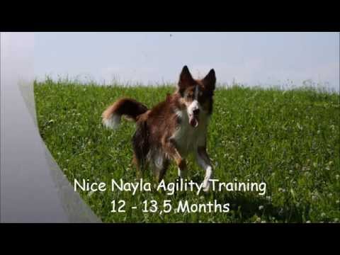 Nice Nayla (12-13,5 months)  -  Agility Training