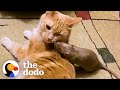 Cuddly Rat Can T Stop Giving His Cat Sister Hugs And Kisses The Dodo