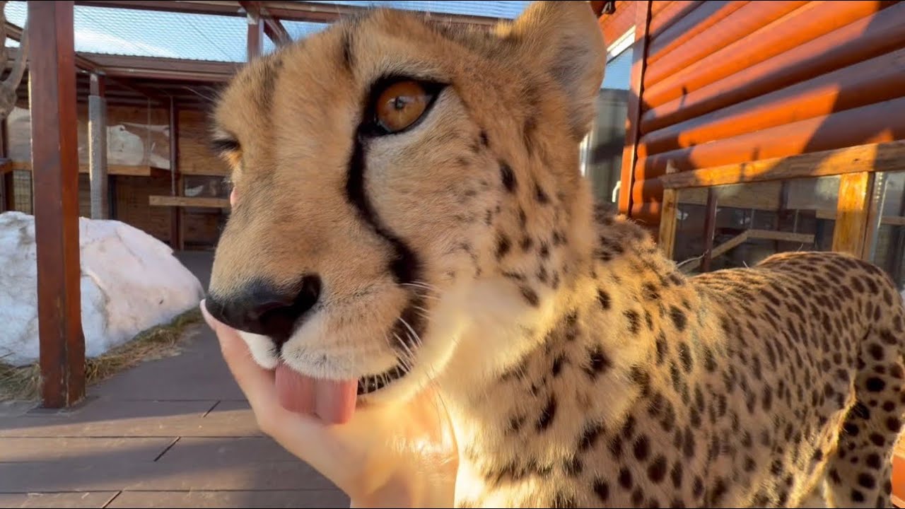 Герда насобирала птичкам шерсти для гнезда