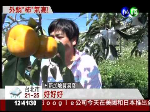 東勢甜柿品質讚 江啟臣助外銷!