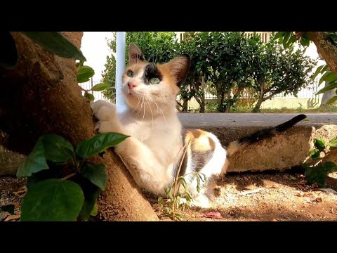 This Adorable Calico Cat Shows He's So Happy To See My Wife.