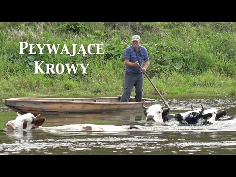 Cows are swimming in the Bug River