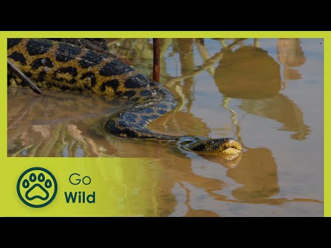 The Pantanal: Brazil’s Wild Heart - Wildest Latin America - Go Wild