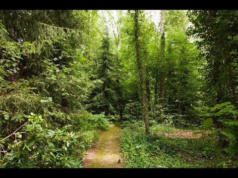 Weg nach Innen - Kannte Hermann Hesse Transzendentale Meditation und Einheitsbewusstsein?