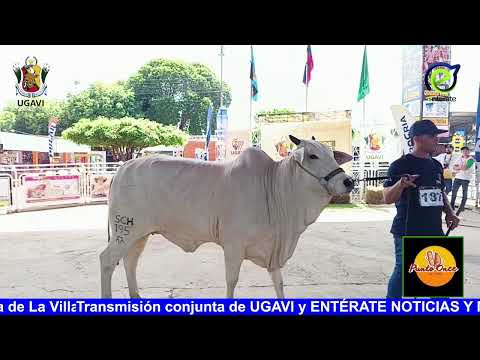 🔴 Transmisión: 4er juzgamiento 49ª Feria de La Villa del Rosario #10Octubre.