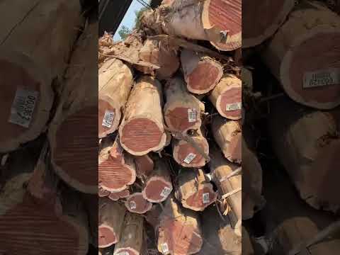 Gỗ tuyết tùng đỏ
