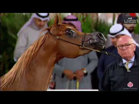 N 237 MAZAYA ALKHASHAB   10th Kuwait International Championship 2023   Mares 4 6 Years Old Class 7B