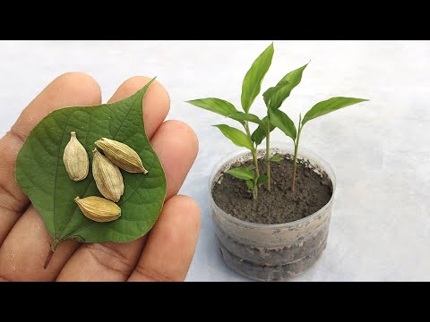 Green dried cardamom seeds, packaging type: type, packaging ...
