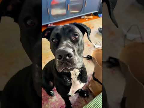 🐕 Meet Storm! 🐾