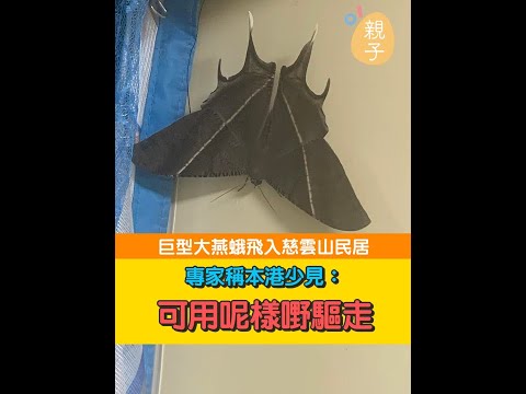 飛鵝
