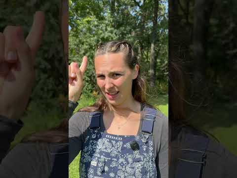 Nutmeg will be culled. #homestead #rooster #chickens #farmanimals #cull