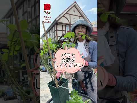 なぜバラの茂みにニンニクを加えるのですか？おばあちゃんが教えた、いい香りのバラを育てるためのヒント  庭園