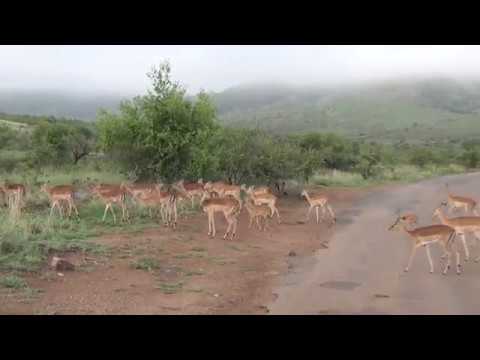 Impala breeding herd - the babies are so cute!