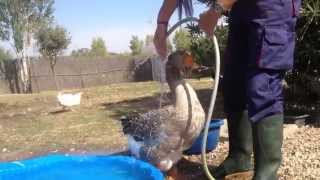 Bonita conexión entre la oca Parchís y la voluntaria