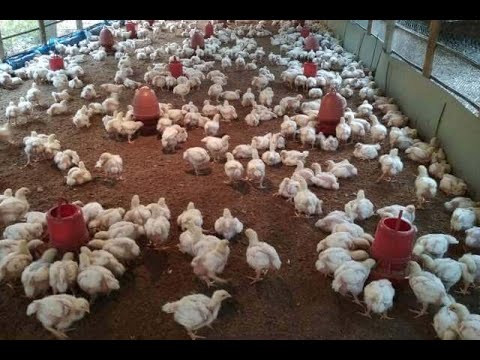 , title : 'Cara memulai dan menjalankan peternakan ayam Anda di Nigeria (3 langkah mudah)'