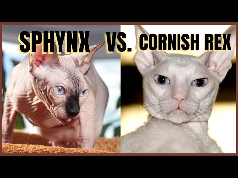 Sphynx Cat VS. Cornish Rex Cat