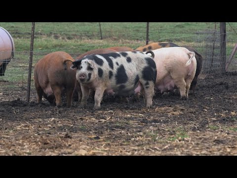 What Makes Chipotle Pork So Special?