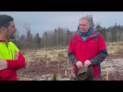 Cedar, a tree species of the future?