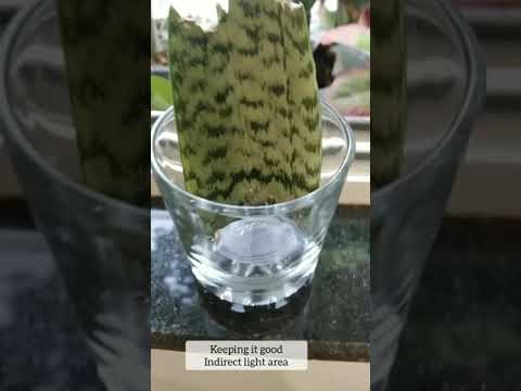 Easiest way to propagate your snake plant #cutting #snakeplant #grow