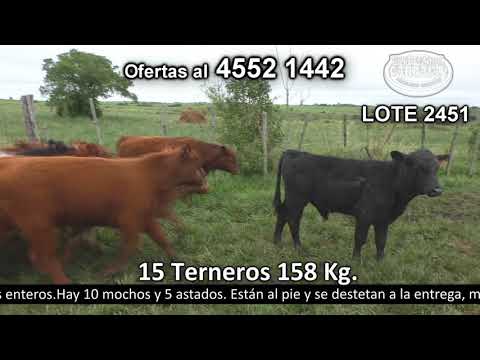 Lote 15 Terneros 13 SH y 2 SH c/  AA. 158kg -  en Costas de Rosario - R53 a 15 km de Nueva Helvecia