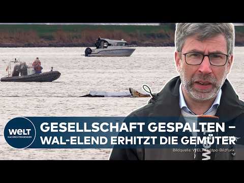 Video Thumbnail: TIMMYS TODESKAMPF: Hoffnung schwindet ‒ Wal-Aktivisten wollen weitermachen