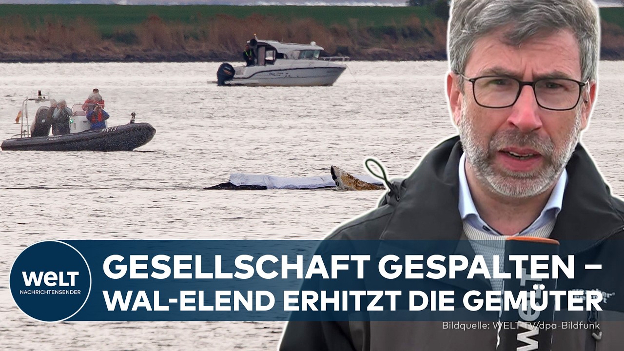 TIMMYS TODESKAMPF: Hoffnung schwindet ‒ Wal-Aktivisten wollen weitermachen