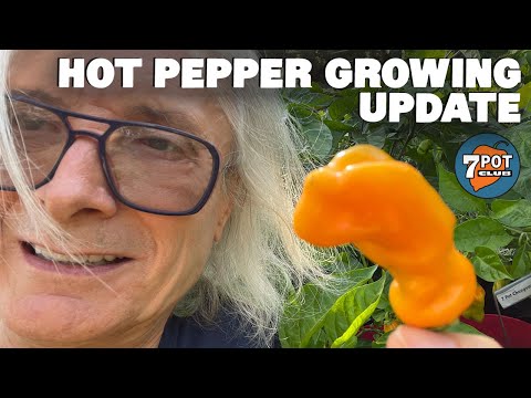 2021 Hot Pepper Grow Season Episode 6: Peppers are Popping!