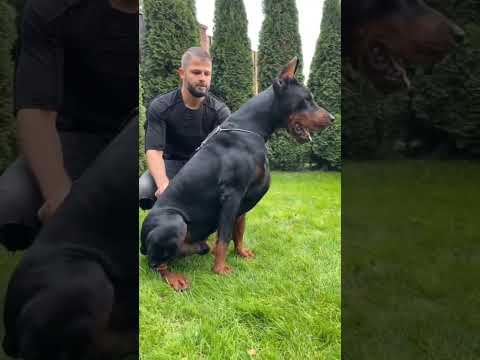 European #Doberman #kgf #viral #shorts