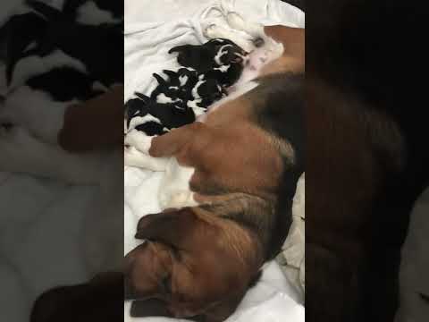 Berry the Basset Hound has 8 babies now for rehoming.