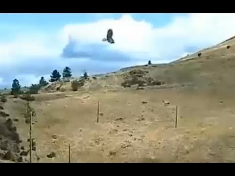 Hellgate ospreys 9 1 2018 1204pm Intruder when Louiss delivered a live fish to Lele