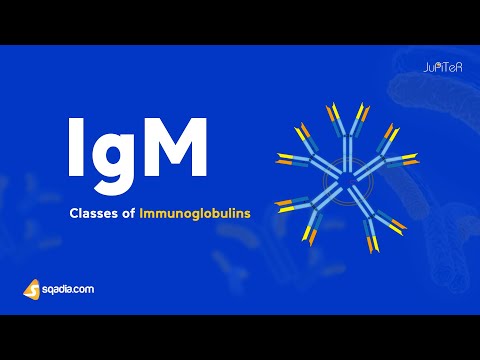 Classes of Immunoglobulins (Antibodies) - Immunoglobulin M (IgM)