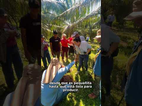 | CENIPALMA