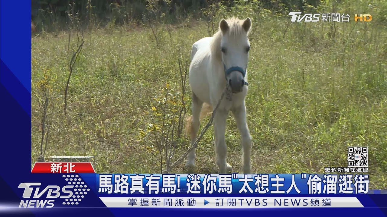 馬路真有馬！　迷你馬「太想主人」偷溜逛街