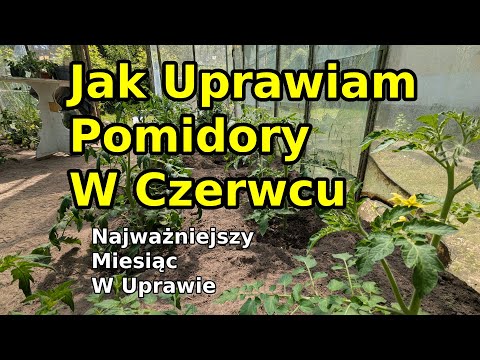 Jak uprawiam Pomidory w czerwcu