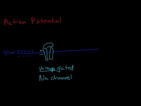 Resting Potential And Action Potential