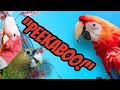 How I Taught My Parrot To Say Peekaboo In 30 Minutes