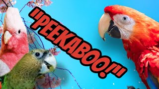 How I Taught My Parrot To Say Peekaboo In 30 Minutes