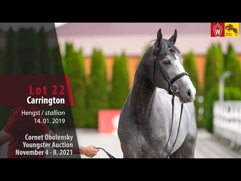Youngster Auktion Lot 22 Carrington Hengst v. Cornet Obolensky - Quite Easy I