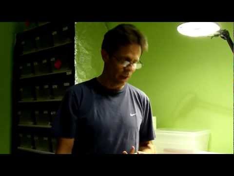 Episode 1, 2013 Embergecko.com Breeding Program.MTS