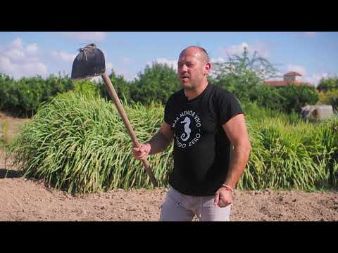 Cómo plantar Habas . El Huertanico