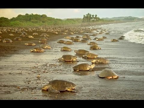Olive Ridley Turtle Arribada, Costa Rica