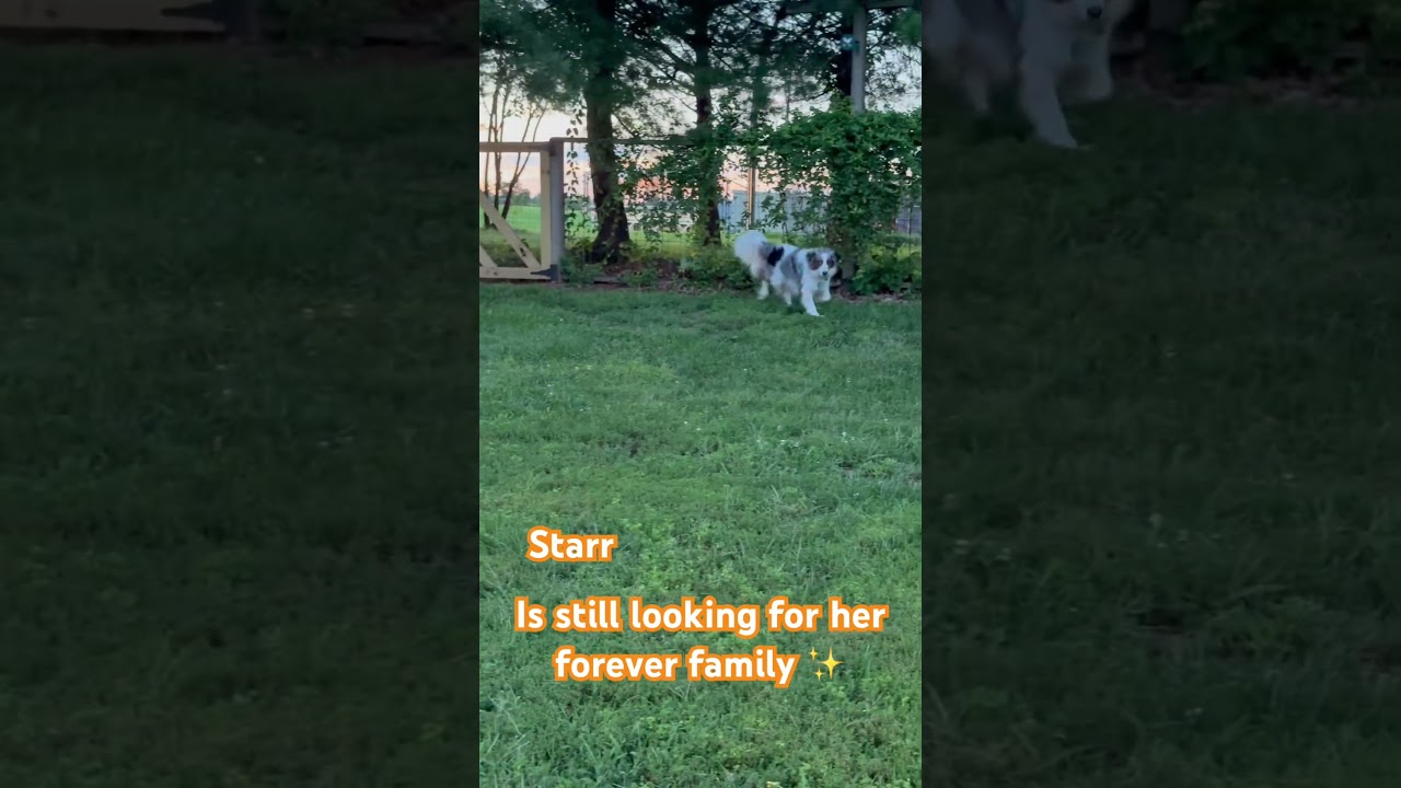 Enlarge Starr fka Oreo, a Adoptable mixed breed in Sinking Spring, PA video 6/6