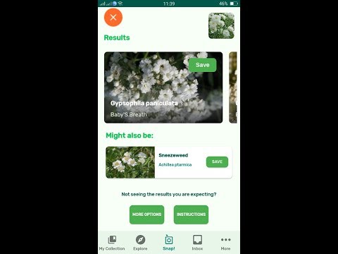 download lagu mp3 mp4 Gypsophila Paniculata Pink Fairy, download lagu Gypsophila Paniculata Pink Fairy gratis, unduh video klip Gypsophila Paniculata Pink Fairy