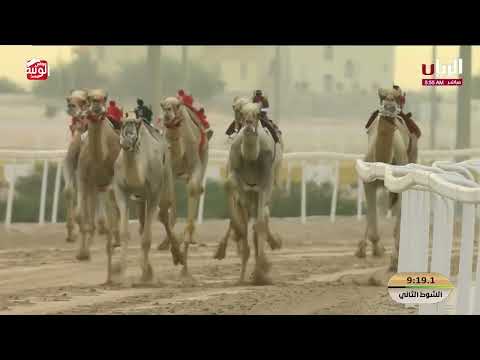 ش 2 (هملول) لـ هجن الرئاسة 12:32:21 ، مهرجان ختامي الشحانية 2026/04/28 زمول