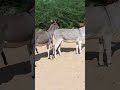 Donkeys Jungle Youtuber