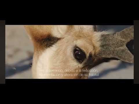 Ecología en la reserva de la biósfera del desierto de Baja California