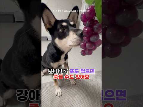 강아지 포도 먹으면 어떻게 되나? 사망할수도 있어요!!