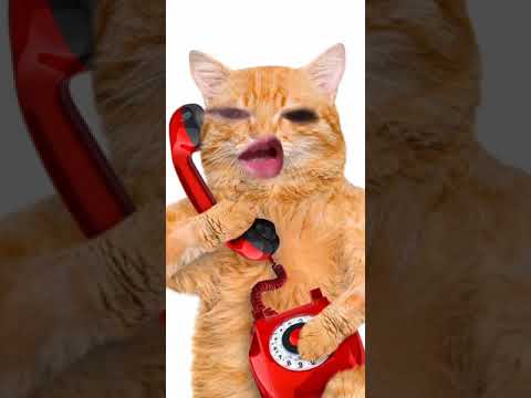 funny cat