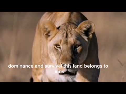 The Battle for the Savannah Two Lions Fight for the Throne.